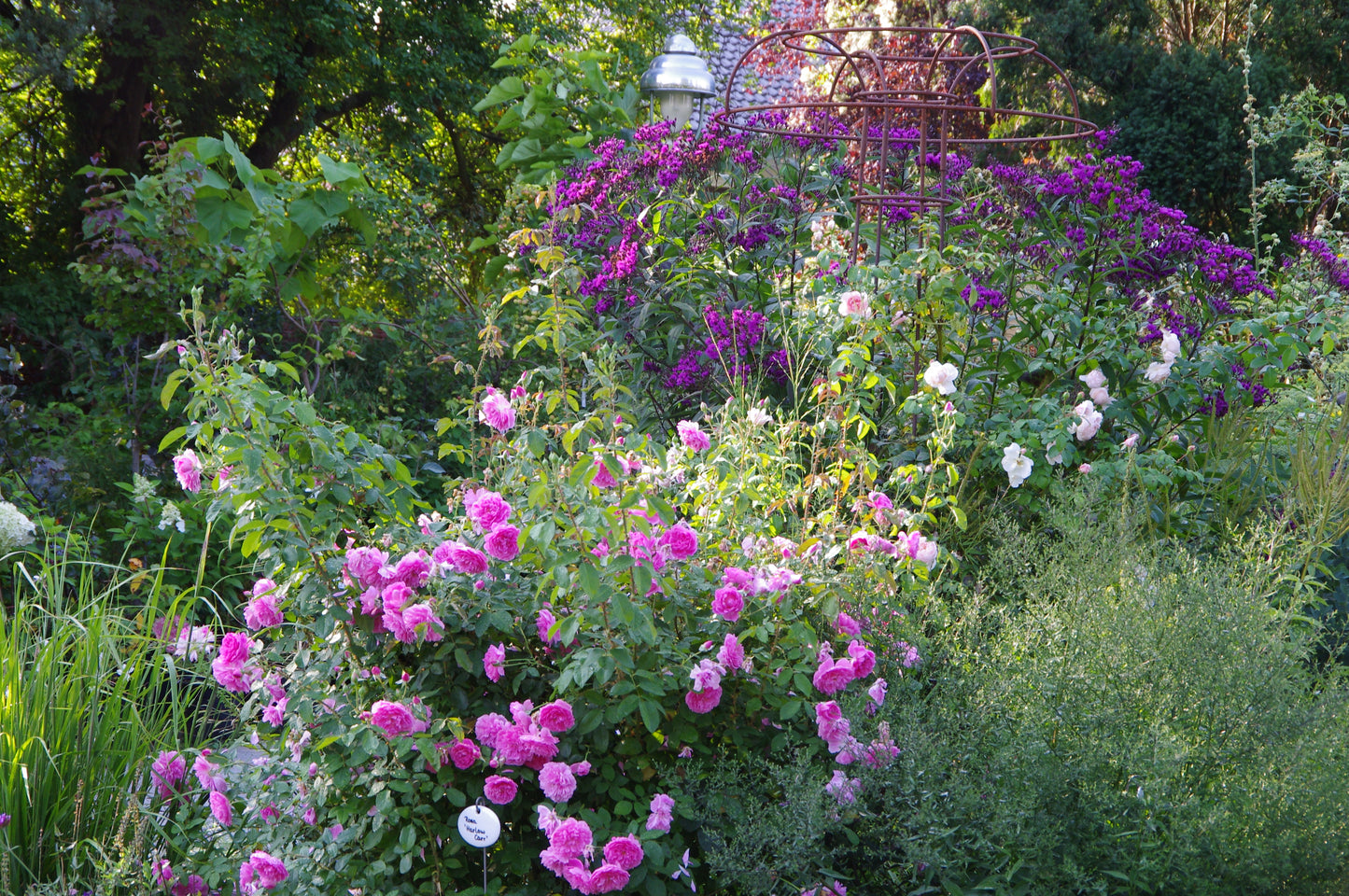 Erleben Sie den Charme des Englischen Rosenwochen-Duftgartens der Königlichen Gartenakademie: Nehmen Sie an der exklusiven Abendführung am Fr. 19.06.2026, 18:30-19:30 Uhr teil und genießen Sie rosa, lila Blüten und üppiges Laub im goldenen Sonnenlicht.