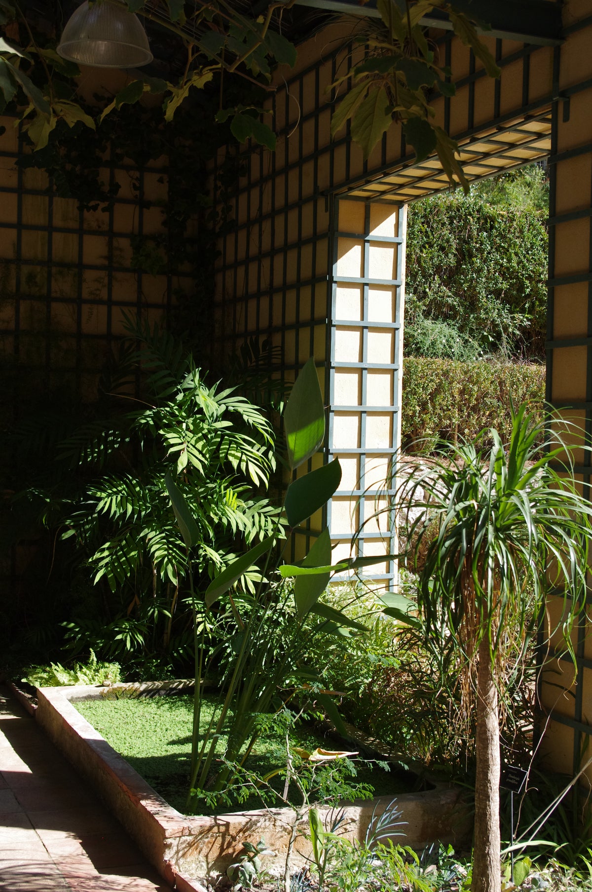 Ein Gewächshaus mit einer Spalierwand, Zimmerpflanzen und einem kleinen rechteckigen Teich, vorgestellt in der Sendung Di. 16.3.2027 | 14.30 – 15.30 AFTERNOON TEA – Gartenreise durch Frankreich.