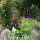 Erleben Sie die Mi. 24.06.2026 | 17.00-18.00 Uhr ABENDLICHTFÜHRUNG "Duft im sommerlichen Garten" der Königlichen Gartenakademie: Flanieren Sie auf gemauerten Wegen, umgeben von üppigem Grün, leuchtend lila, rosa und weißen Blüten, Spalieren und einer herrlichen Sommeratmosphäre.