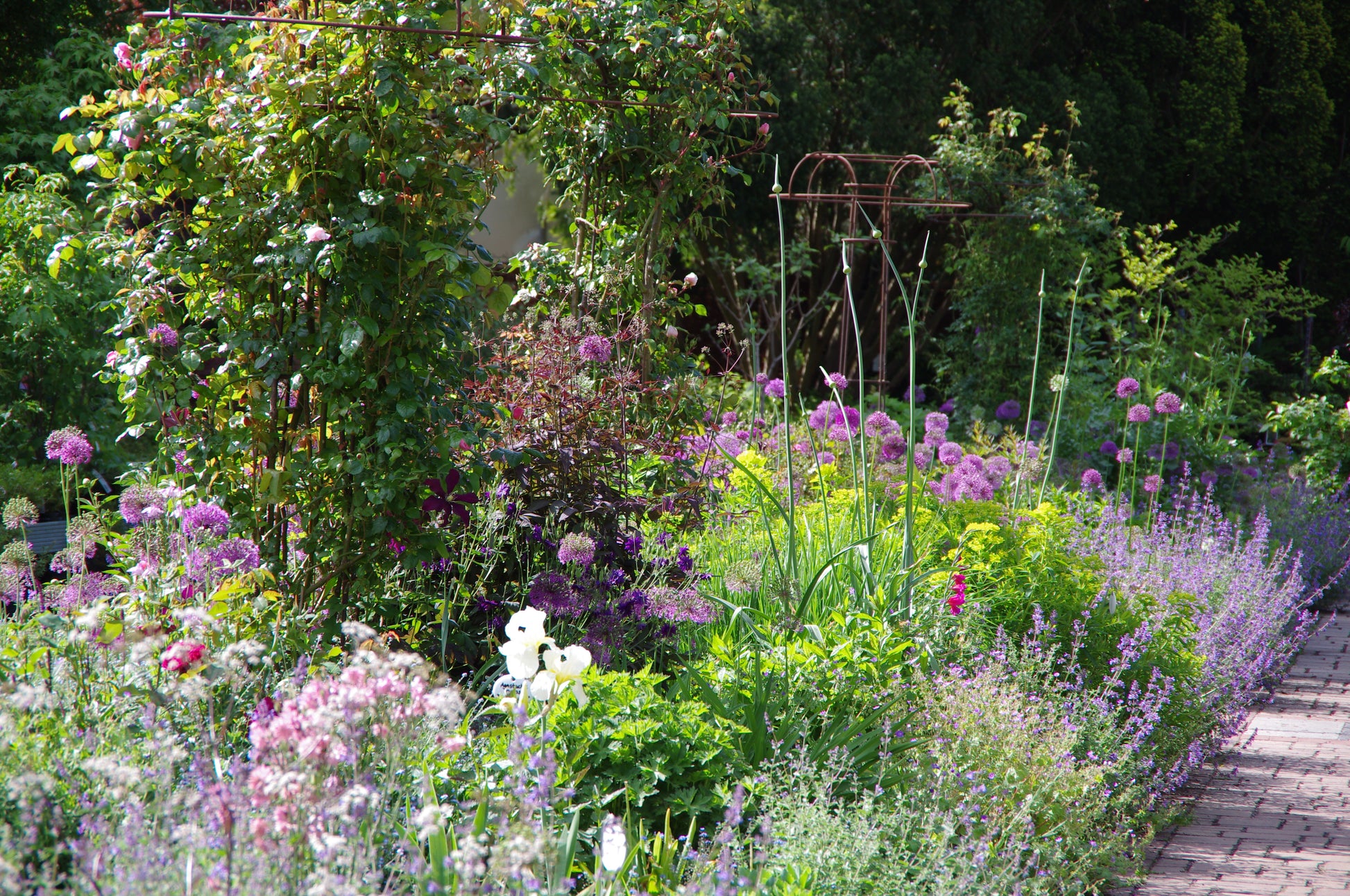 Erleben Sie die Mi. 24.06.2026 | 17.00-18.00 Uhr ABENDLICHTFÜHRUNG "Duft im sommerlichen Garten" der Königlichen Gartenakademie: Flanieren Sie auf gemauerten Wegen, umgeben von üppigem Grün, leuchtend lila, rosa und weißen Blüten, Spalieren und einer herrlichen Sommeratmosphäre.