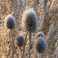 Getrocknete Distelpflanzen mit stacheligen Samenköpfen und Staudenstrukturen zwischen goldenen Gräsern in einem sonnenbeschienenen Wintergarten - mehr dazu bei "Struktur und Farbe im winterlichen Garten" (Do. 22.10.2026, 14-17 Uhr), Königliche Gartenakademie.
