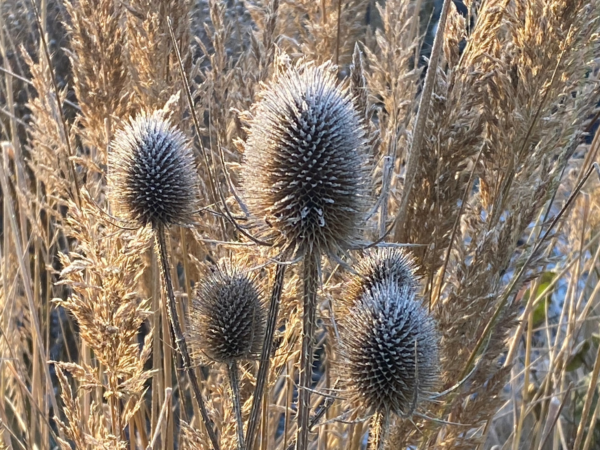 Getrocknete Distelpflanzen mit stacheligen Samenköpfen und Staudenstrukturen zwischen goldenen Gräsern in einem sonnenbeschienenen Wintergarten - mehr dazu bei "Struktur und Farbe im winterlichen Garten" (Do. 22.10.2026, 14-17 Uhr), Königliche Gartenakademie.