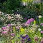 Ein üppiger Garten mit violetten, weißen und gelben Blüten zeigt hohe Alliumblüten aus dem WORKSHOP Mit Zwiebeln und Frühblühern" der Königlichen Gartenakademie, mit kaskadenförmig wachsenden Glyzinien inmitten von Grünpflanzen im hellen Sonnenlicht.