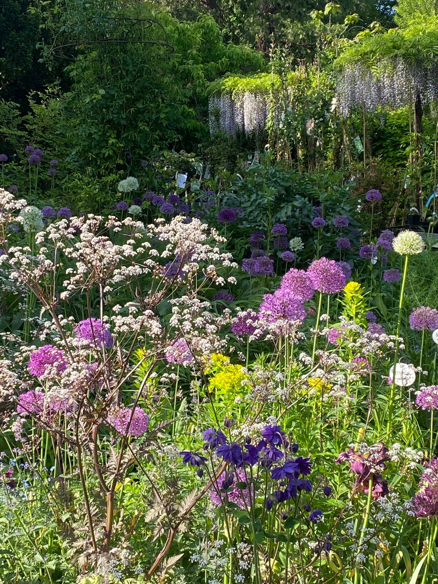 Ein üppiger Garten mit violetten, weißen und gelben Blüten zeigt hohe Alliumblüten aus dem WORKSHOP Mit Zwiebeln und Frühblühern" der Königlichen Gartenakademie, mit kaskadenförmig wachsenden Glyzinien inmitten von Grünpflanzen im hellen Sonnenlicht.