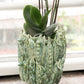 The Des Pots | Grüne Vase mit Schoten (H 16 Ø 18 cm) von Des Pots – ein keramischer Übertopf in Form von Erbsenschoten in leuchtendem Grün – präsentiert eine Orchidee mit dicken grünen Blättern und hohen Stielen, die auf der Fensterbank im Sonnenlicht badet und so zu einem echten Deko-Highlight für jeden Raum wird.