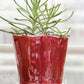 Eine Sukkulente mit schlanken, stacheligen grünen Stielen steht in dem Blumentopf „Des Pots“ aus glasierter Keramik in Rot (H 15,5 Ø 18 cm) von Des Pots, der sich durch eine glänzende rote Glasur und ein wellenförmiges Design auszeichnet, auf einer Holzunterlage vor einem unscharfen Fensterhintergrund.
