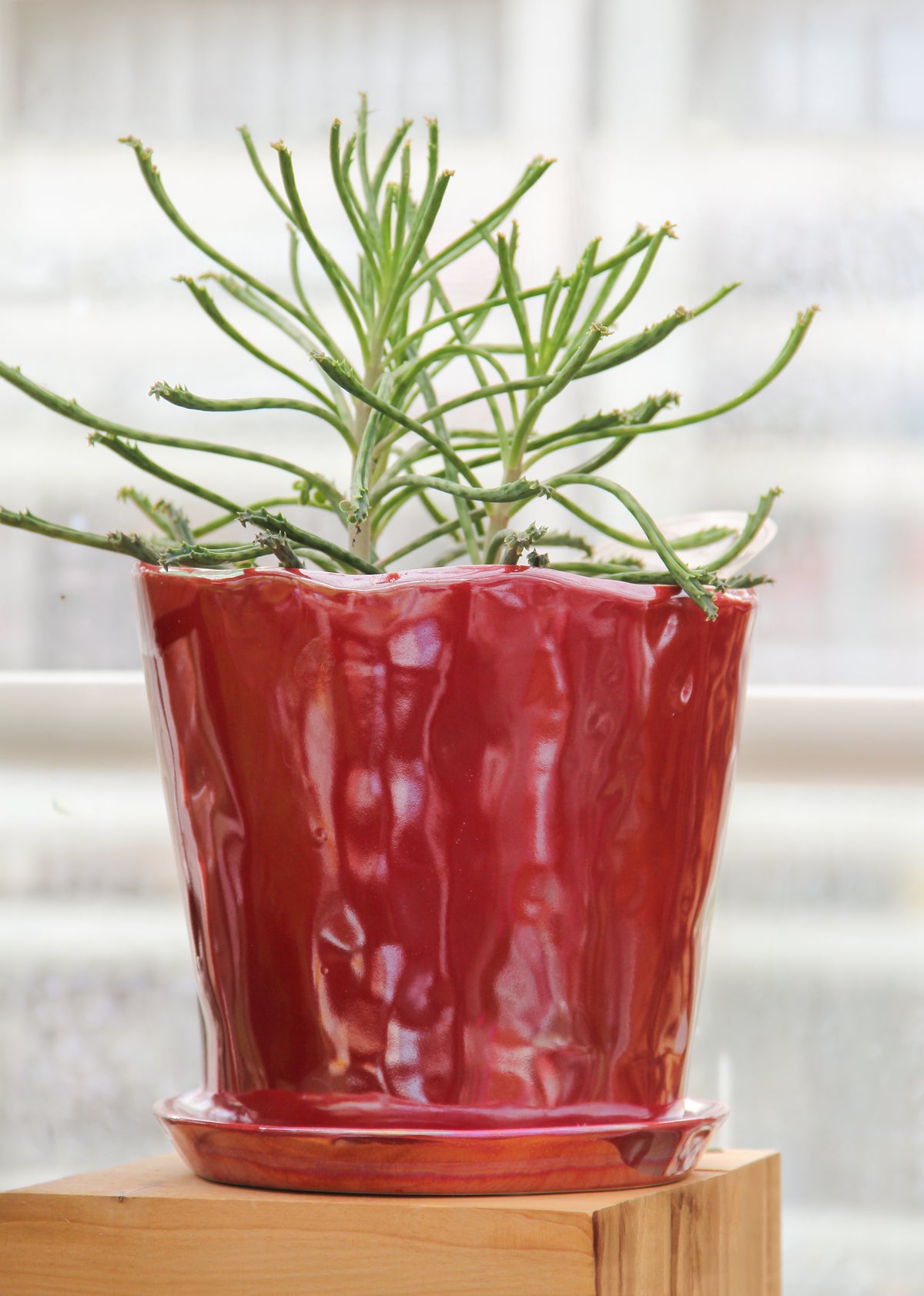 Eine Sukkulente mit schlanken, stacheligen grünen Stielen steht in dem Blumentopf „Des Pots“ aus glasierter Keramik in Rot (H 15,5 Ø 18 cm) von Des Pots, der sich durch eine glänzende rote Glasur und ein wellenförmiges Design auszeichnet, auf einer Holzunterlage vor einem unscharfen Fensterhintergrund.