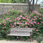 Genießen Sie den Di. 08.12.2026 | 14.30 - 16.00 AFTERNOON TEA Christmas Special by Königliche Gartenakademie auf einer Holzbank inmitten von üppigem Grün - ein perfekter Gartenreise-Moment in einer ruhigen Gartenumgebung.