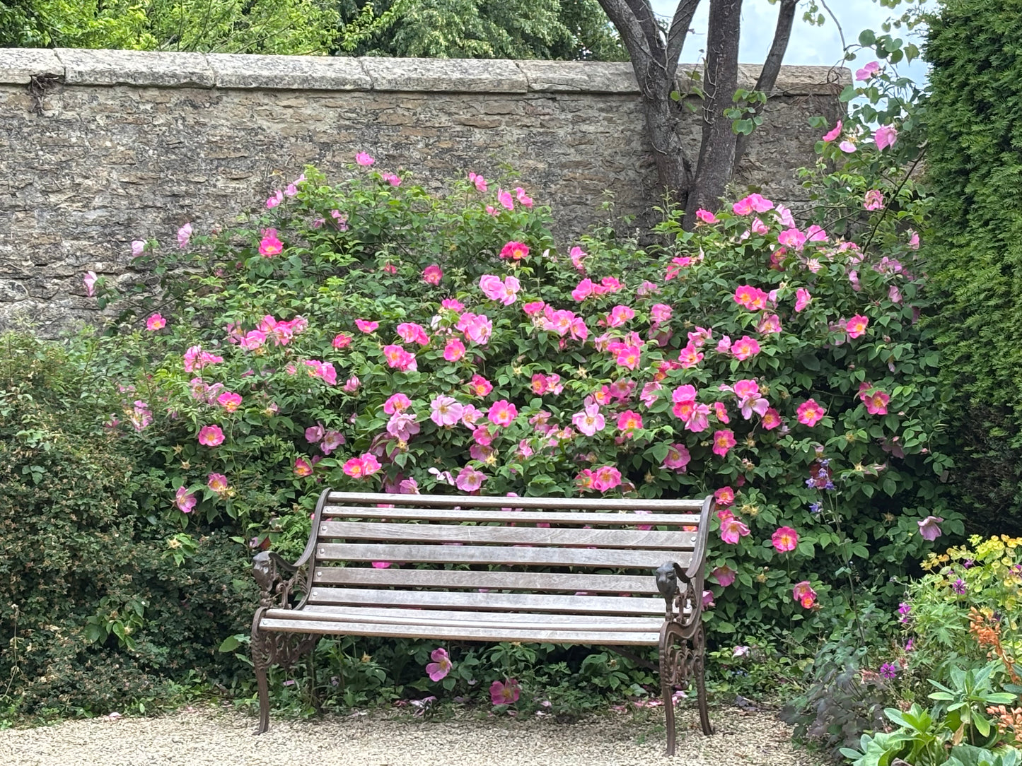 Eine Holzbank mit Metallarmlehnen steht vor einem rosa blühenden Strauch und einer Steinmauer - ein ruhiges Plätzchen zum Genießen des Mi. 09.12.2026 | 14.30-16.00 AFTERNOON TEA Christmas Special by Königliche Gartenakademie.