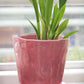 Eine grüne Pflanze mit langen Blättern wächst in einem „Des Pots“-Blumentopf aus glasierter Keramik in Rosa (H 15,5 Ø 18 cm) von Des Pots, der auf einem passenden Untersetzer vor einem Fenster steht, im Hintergrund ist eine verschwommene Außenkulisse zu sehen.