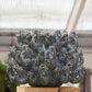 The Des Pots | Vase „Fisch“ klein in Blau aus Steingut (H 18 cm, Ø 23 cm) von Des Pots, eine blaue Keramikvase aus Steingut in Form eines Fischschwarms mit geöffneten Mäulern, wird im Innenraum auf einem Holzsockel vor dem Hintergrund eines verschwommenen Gewächshauses präsentiert.