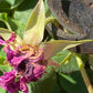 Nahaufnahme einer Gartenschere beim Schneiden einer verwelkten Rose - eine wichtige Gartenarbeit, die während der Veranstaltung "Mi. 01.07.2026 | 15.00-16.30 RUNDGANG Was zu tun ist im Garten im Juli" in der Königlichen Gartenakademie.