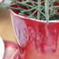 Eine Nahaufnahme einer grünen Sukkulente mit langen Stielen in einem „Blumentopf aus glasierter Keramik in Rot“ (H 15,5, Ø 18 cm) von Des Pots, der auf einer Holzunterlage neben einer gefalteten rosa Serviette und einem weißen Teller steht.