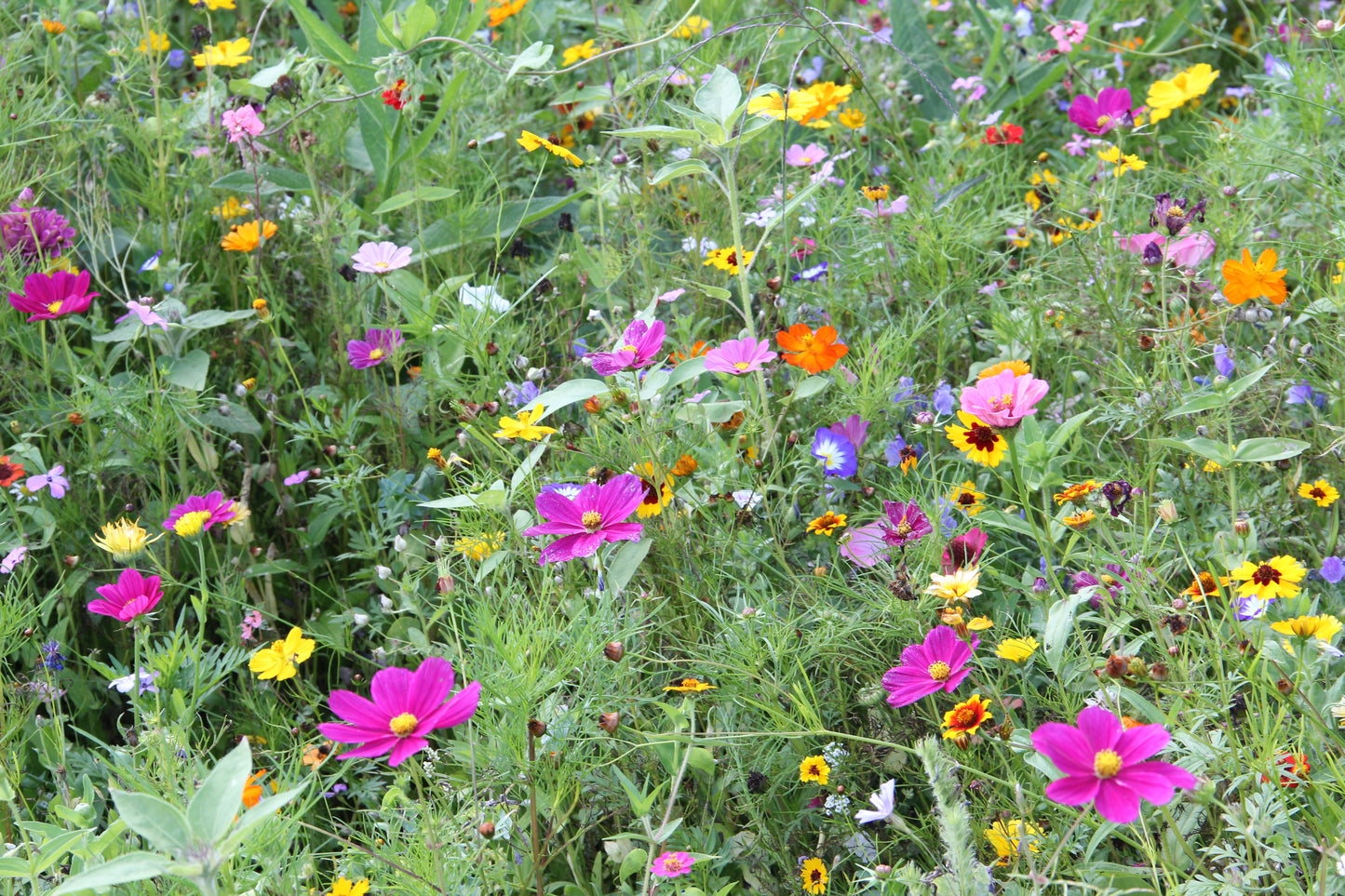 Ein farbenfrohes Wildblumenfeld mit rosa, gelben, orangefarbenen und violetten Blüten, umgeben von grünem Gras und Blättern. Dieses lebhafte Bild erinnert an die Mischung „Saatgut Manufaktur Saatgut | Mössinger Sommer für 3 m²“, deren Blüten dicht beieinander stehen und sich durch eine wunderschöne Vielfalt an Formen und Größen auszeichnen.