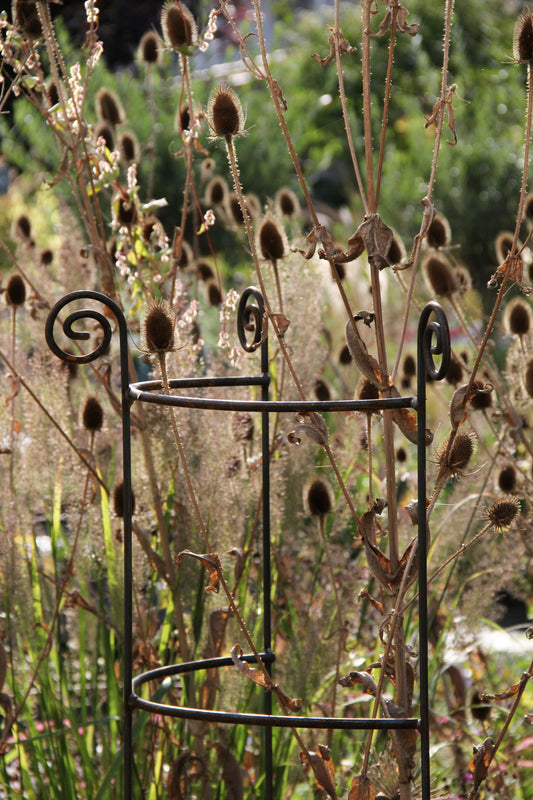 Der Hirsch Staudenhalter / Rankhilfe HUGO, halbrund, mit den Maßen H 90 cm × B 45 cm und einer Tiefe von 22 cm, steht in einem sonnendurchfluteten Garten inmitten hoher, trockener, brauner Samenstände und Gräser.