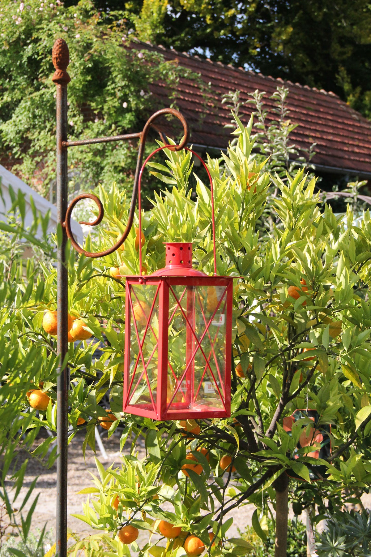 In einem sonnigen Garten hängt eine rote Metalllaterne am Hirsch-Laternenstab „Bino Pinie“, umgeben von einem Orangenbaum mit reifenden Früchten.
