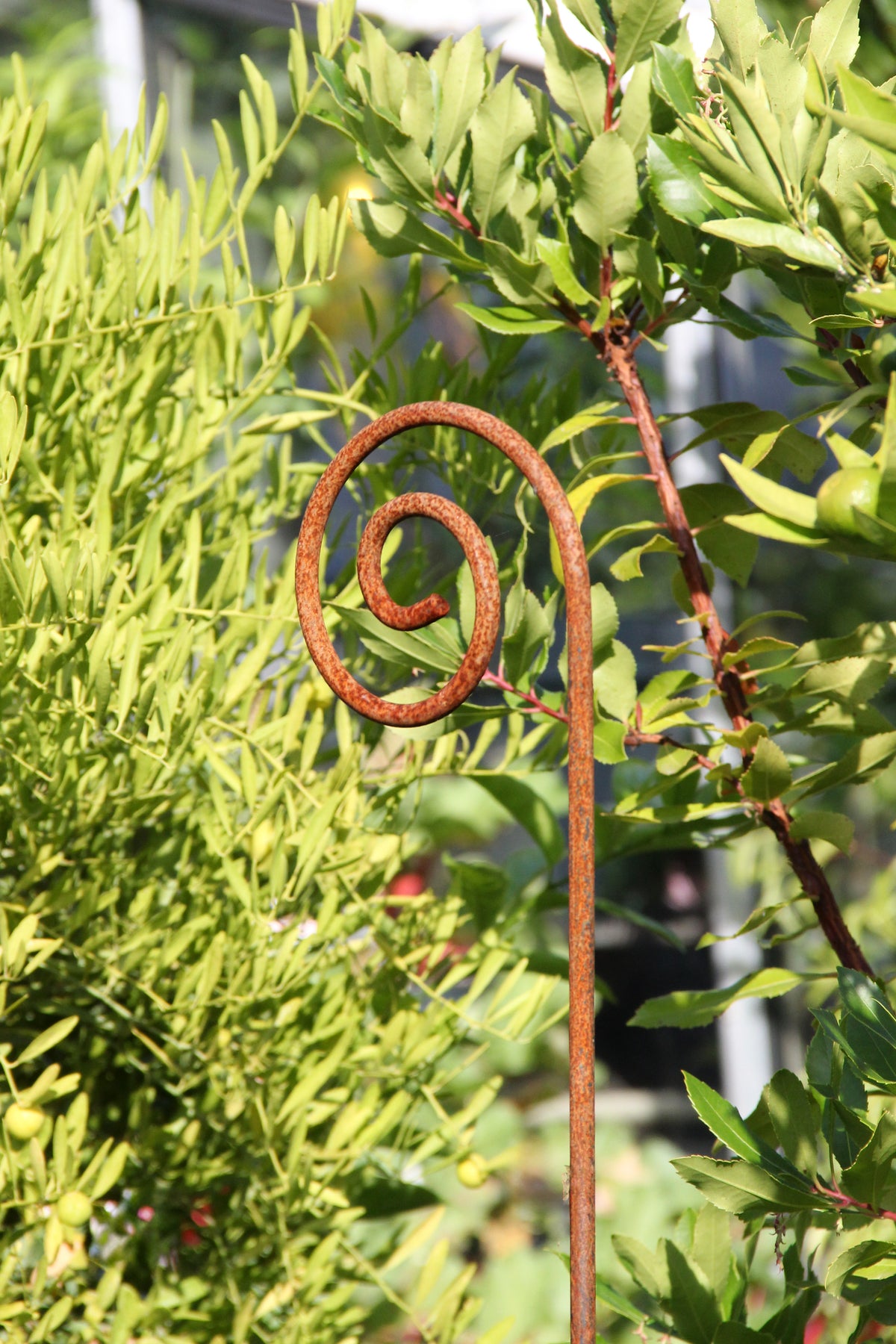 Ein Hirsch-Bischofstab | Einfach – ein 170 cm hoher Gartenschmuck in unbehandeltem, natürlichem Rost – erhebt sich elegant in einer spiralförmigen Linie zwischen üppig grünen Pflanzen im strahlenden Sonnenlicht.