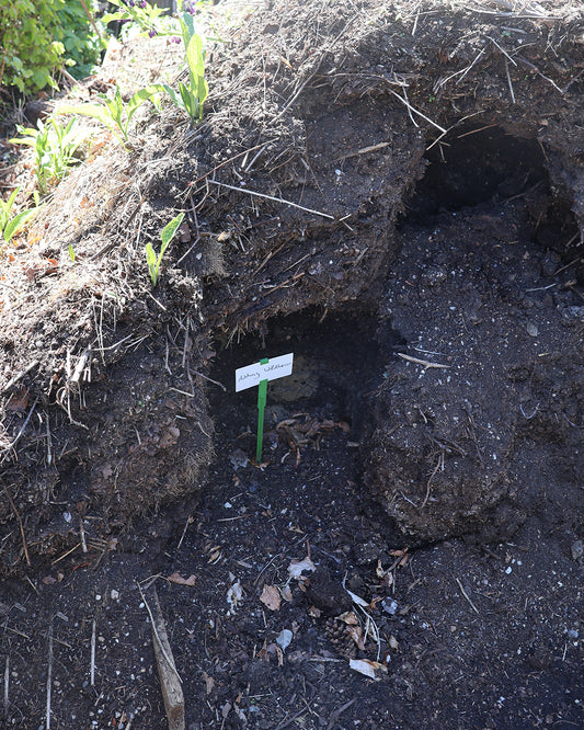 Eine kleine grüne Johnny Jump Up-Pflanze wächst in dunkler Erde, eingebettet zwischen Blättern und angereichert mit Kompost aus dem "WORKSHOP Kompost" der Königlichen Gartenakademie: Das wahre Gold des Gärtners.