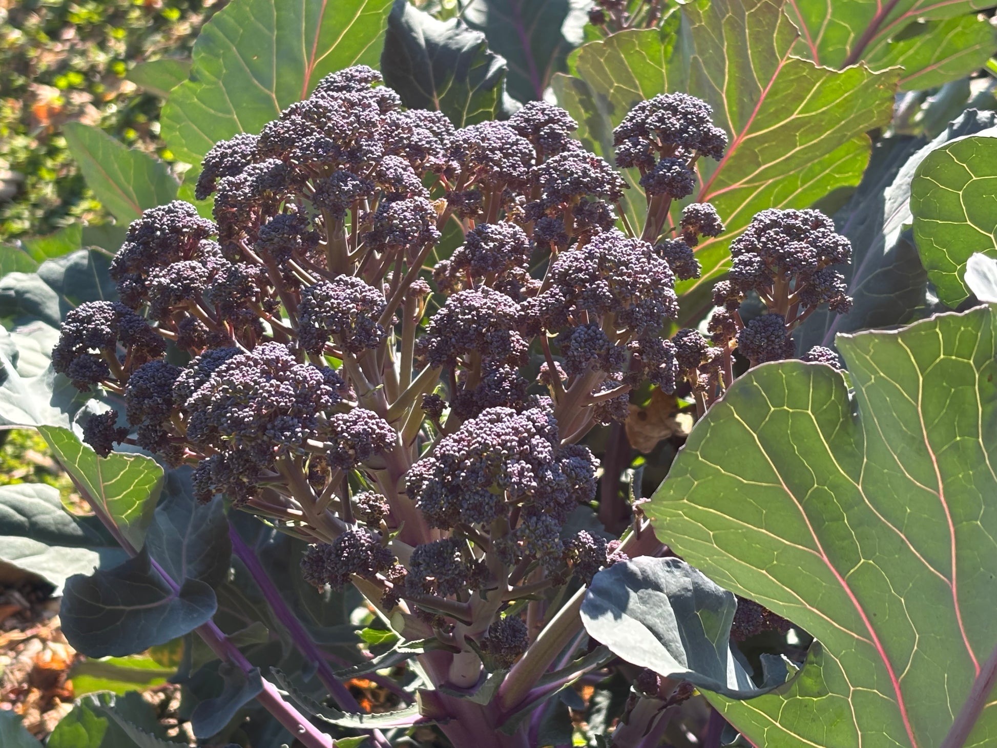 Eine Nahaufnahme von lila sprießendem Brokkoli im hellen Sonnenlicht, zu sehen in unserem Workshop der Königlichen Gartenakademie "Ausgefallene Gemüsearten NEU" am Fr. 15.05.2026, 10:00-12:00 Uhr, mit lila Blütenbüscheln und saftig grünen Blättern.