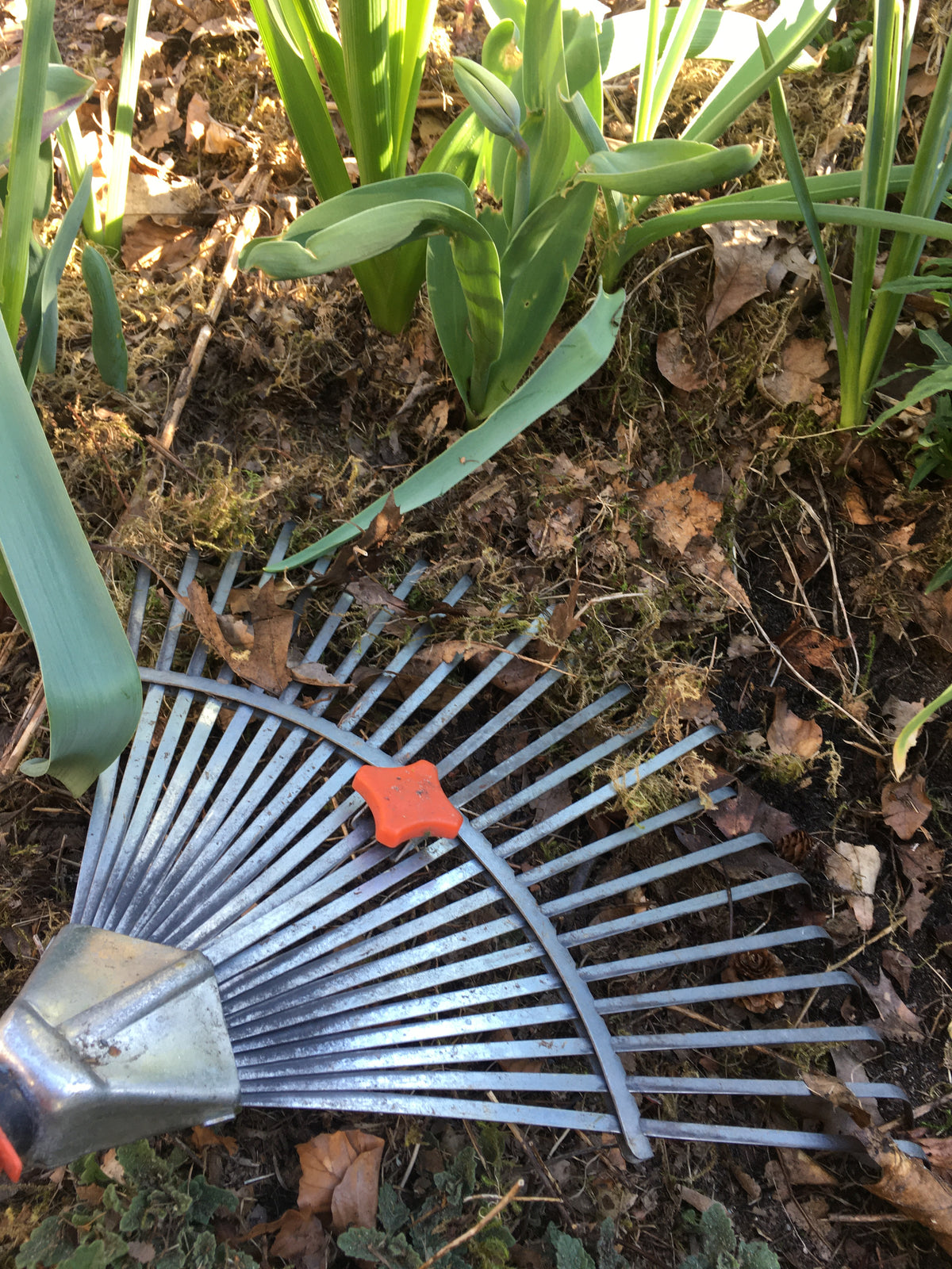Ein Metallblattrechen, der in einem Gartenbeet neben grünen Trieben liegt, vorgestellt im Workshop der Königlichen Gartenakademie Di., 9.3.2027 | 10.00 – 12.00 Uhr WORKSHOP Frühlingsfit: Wie bereite ich den Garten auf die neue Saison vor?.