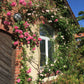 Das Bogenfenster des Backsteinhauses ist mit rosafarbenen und weißen Kletterrosen geschmückt, deren sommerlicher Duft an die Königliche Gartenakademie "Mi. 24.06.2026 | 17.00-18.00 ABENDLICHTFÜHRUNG Duft im sommerlichen Garten".