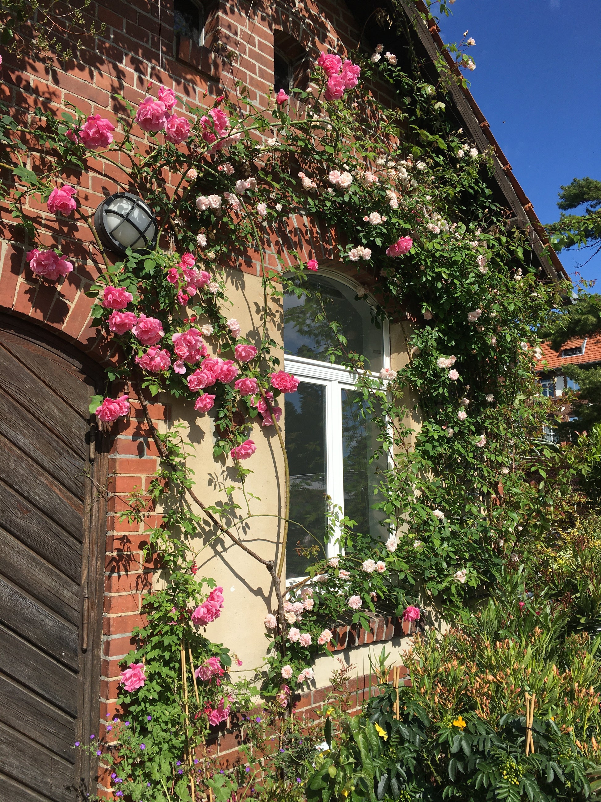 Das Bogenfenster des Backsteinhauses ist mit rosafarbenen und weißen Kletterrosen geschmückt, deren sommerlicher Duft an die Königliche Gartenakademie "Mi. 24.06.2026 | 17.00-18.00 ABENDLICHTFÜHRUNG Duft im sommerlichen Garten".