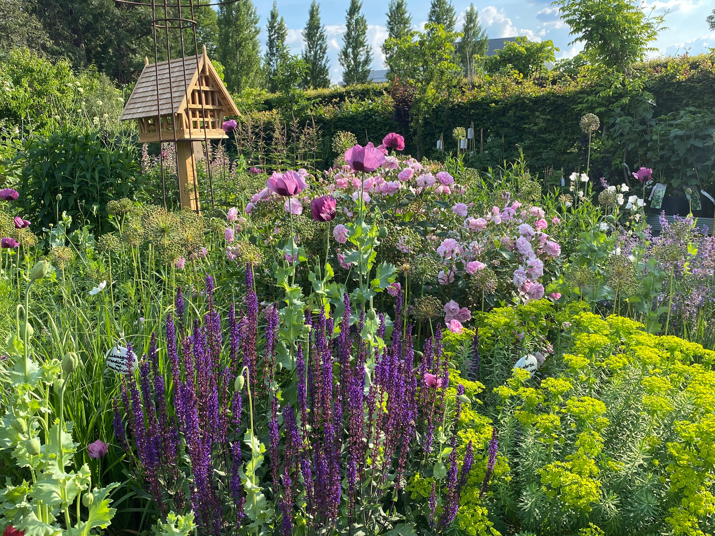 Erleben Sie den Duft im sommerlichen Garten bei der ABENDLICHTFÜHRUNG der Königlichen Gartenakademie am Mi. 24.06.2026, 17.00-18.00 Uhr, umgeben von blühenden Blumen und üppigem Grün in der Abenddämmerung.