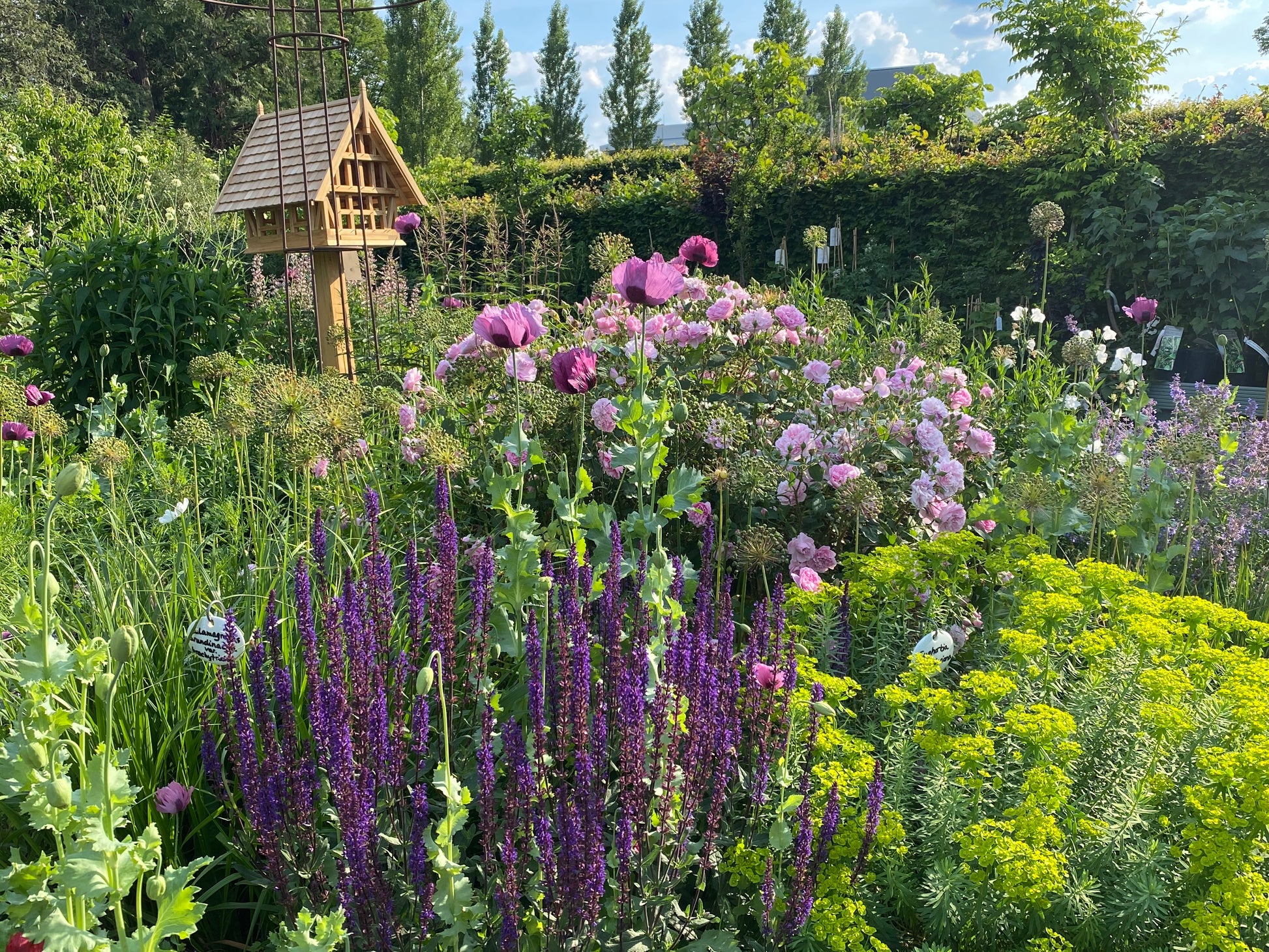 Erleben Sie den Duft im sommerlichen Garten bei der ABENDLICHTFÜHRUNG der Königlichen Gartenakademie am Mi. 24.06.2026, 17.00-18.00 Uhr, umgeben von blühenden Blumen und üppigem Grün in der Abenddämmerung.