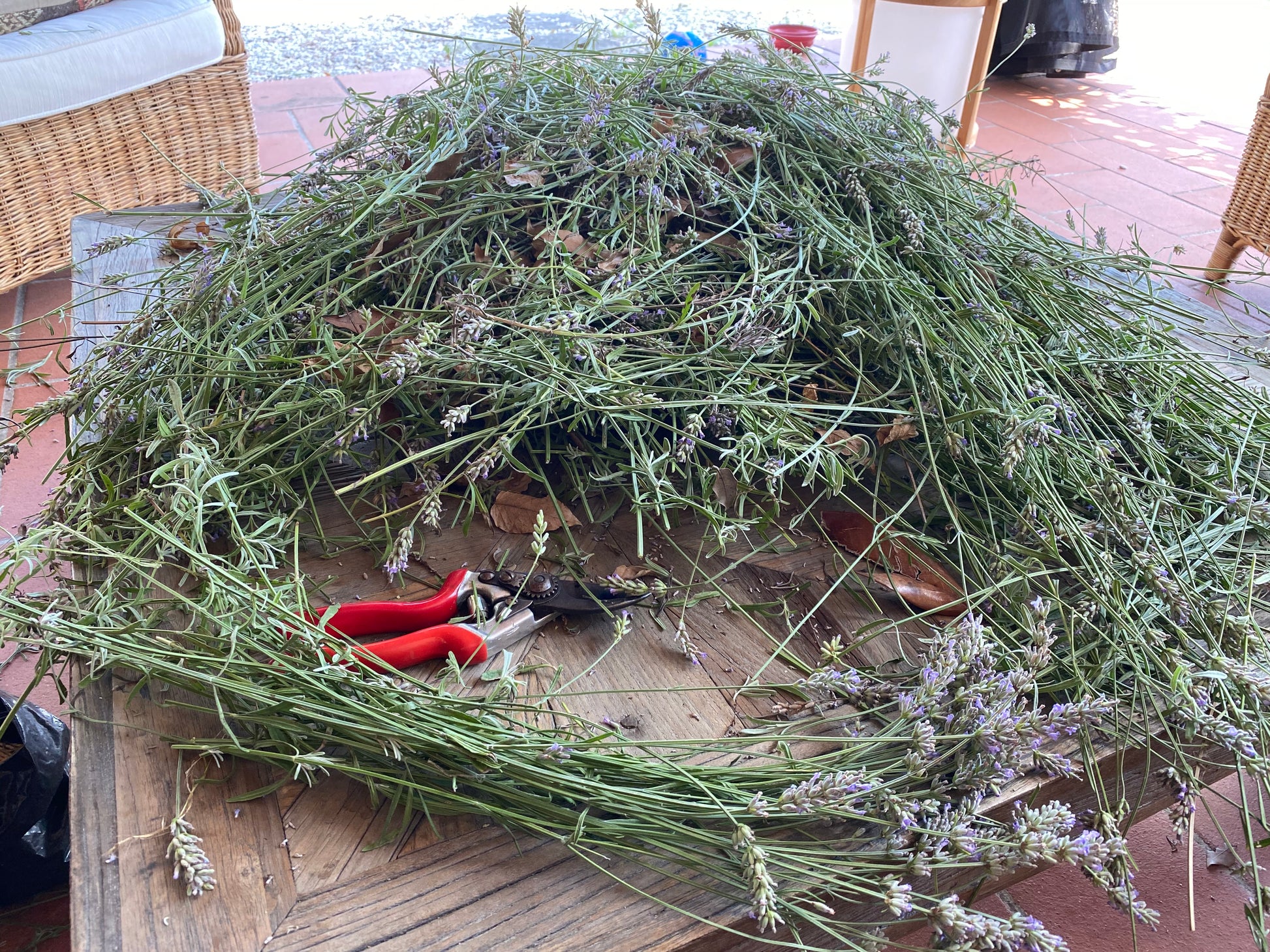 Ein Haufen frisch geschnittenen Lavendels füllt einen Tisch in der Königlichen Gartenakademie am Sa. 13.06.2026 | 11.00-13.00 Uhr WORKSHOP Sommerschnitt von Gehölzen; eine Gartenschere mit rotem Griff, Korbstühle und ein gefliester Boden runden das Bild ab.