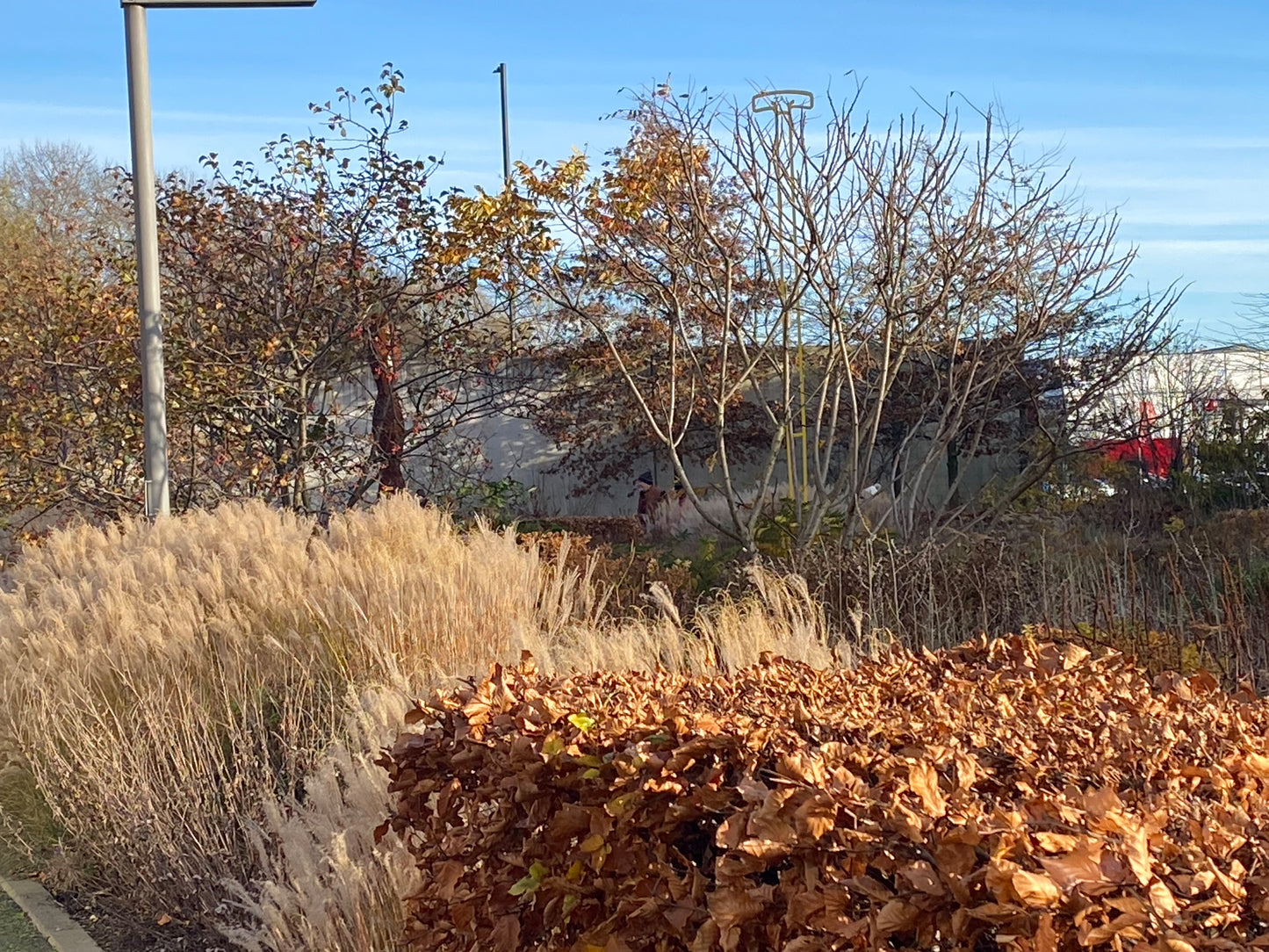 Erleben Sie die Schönheit von trockenen Ziergräsern, bunten Stauden und braunen Herbsthecken im Winter beim Halbtageskurs "Struktur und Farbe im winterlichen Garten" der Königlichen Gartenakademie am Do, 22.10.2026, 14:00-17:00 Uhr.