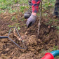 Eine Person mit Handschuhen und Stiefeln bereitet den Boden mit einer Hacke für die Baumpflanzung vor, Gras und eine Schubkarre in der Nähe - eine ideale Inspiration für den HALBTAGESKURS "Den Garten für die nächste Saison vorbereiten NEU" der Königlichen Gartenakademie, Mi. 04.11.2026, 10-13 Uhr.