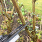 Nahaufnahme einer Gartenschere, mit der ein Strauchzweig zurückgeschnitten wird – im Rahmen des Workshops der Königlichen Gartenakademie Di., 9.3.2027 | 10.00 – 12.00 Uhr WORKSHOP Frühlingsfit: Wie bereite ich den Garten auf die neue Saison vor?.