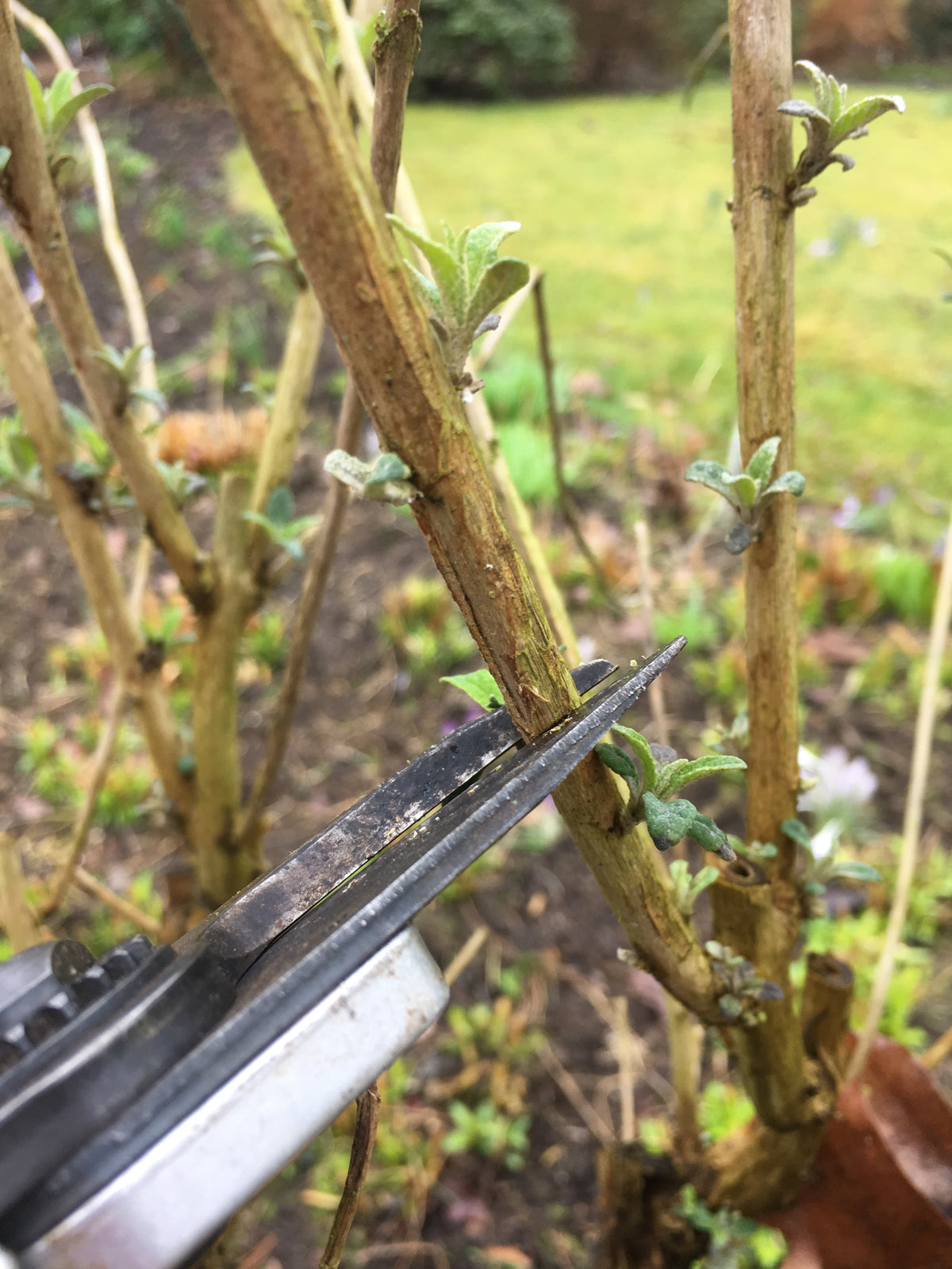 Nahaufnahme einer Gartenschere, mit der ein Strauchzweig zurückgeschnitten wird – im Rahmen des Workshops der Königlichen Gartenakademie Di., 9.3.2027 | 10.00 – 12.00 Uhr WORKSHOP Frühlingsfit: Wie bereite ich den Garten auf die neue Saison vor?.