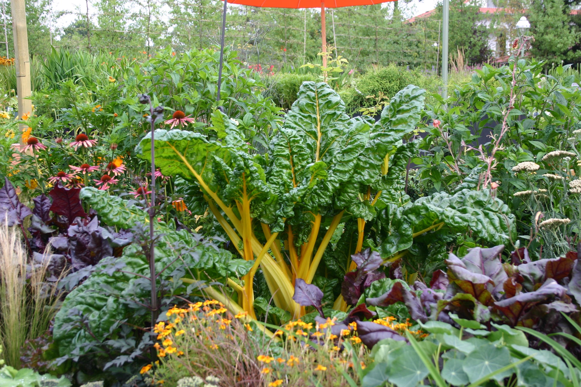 Ein lebendiger Garten mit ungewöhnlichen Gemüsesorten, wie z.B. sattgrünem Mangold mit leuchtend gelben Stielen, inspiriert den kommenden WORKSHOP der Königlichen Gartenakademie "Ausgefallene Gemüsearten NEU" am Fr., 15.05.2026, von 10:00-12:00 Uhr.