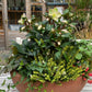 Ein großes rundes Pflanzgefäß mit grünen Blättern, weißen Blüten, Efeu und roten Beeren steht neben einem gläsernen Gewächshaus - die perfekte Idee für "Der Balkon im Herbst", inspiriert vom WORKSHOP am Fr. 25.09.2026 in der Königlichen Gartenakademie.