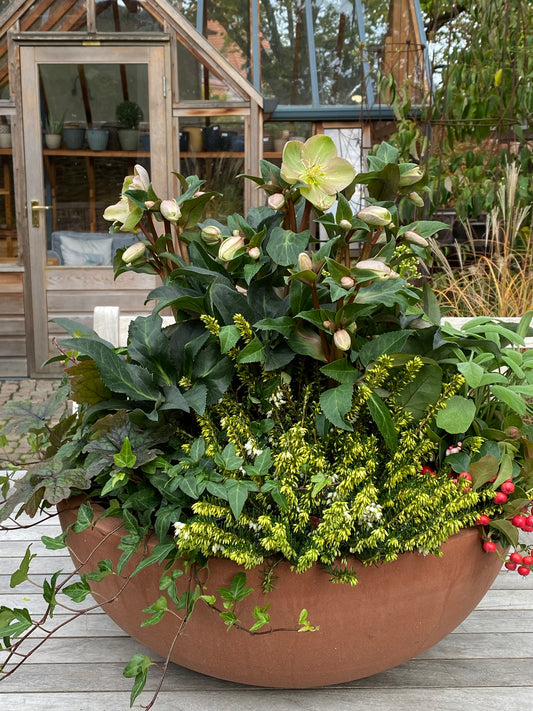 Ein großes rundes Pflanzgefäß mit grünen Blättern, weißen Blüten, Efeu und roten Beeren steht neben einem gläsernen Gewächshaus - die perfekte Idee für "Der Balkon im Herbst", inspiriert vom WORKSHOP am Fr. 25.09.2026 in der Königlichen Gartenakademie.