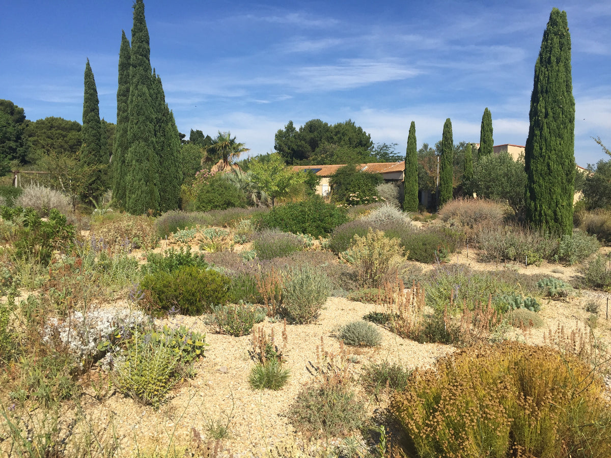 Ein Garten im mediterranen Stil mit Kieswegen, Sträuchern und hohen Zypressen unter strahlend blauem Himmel, der an die Di. 16.3.2027 | 14.30 – 15.30 Uhr AFTERNOON TEA Gartenreise durch Frankreich erinnert.