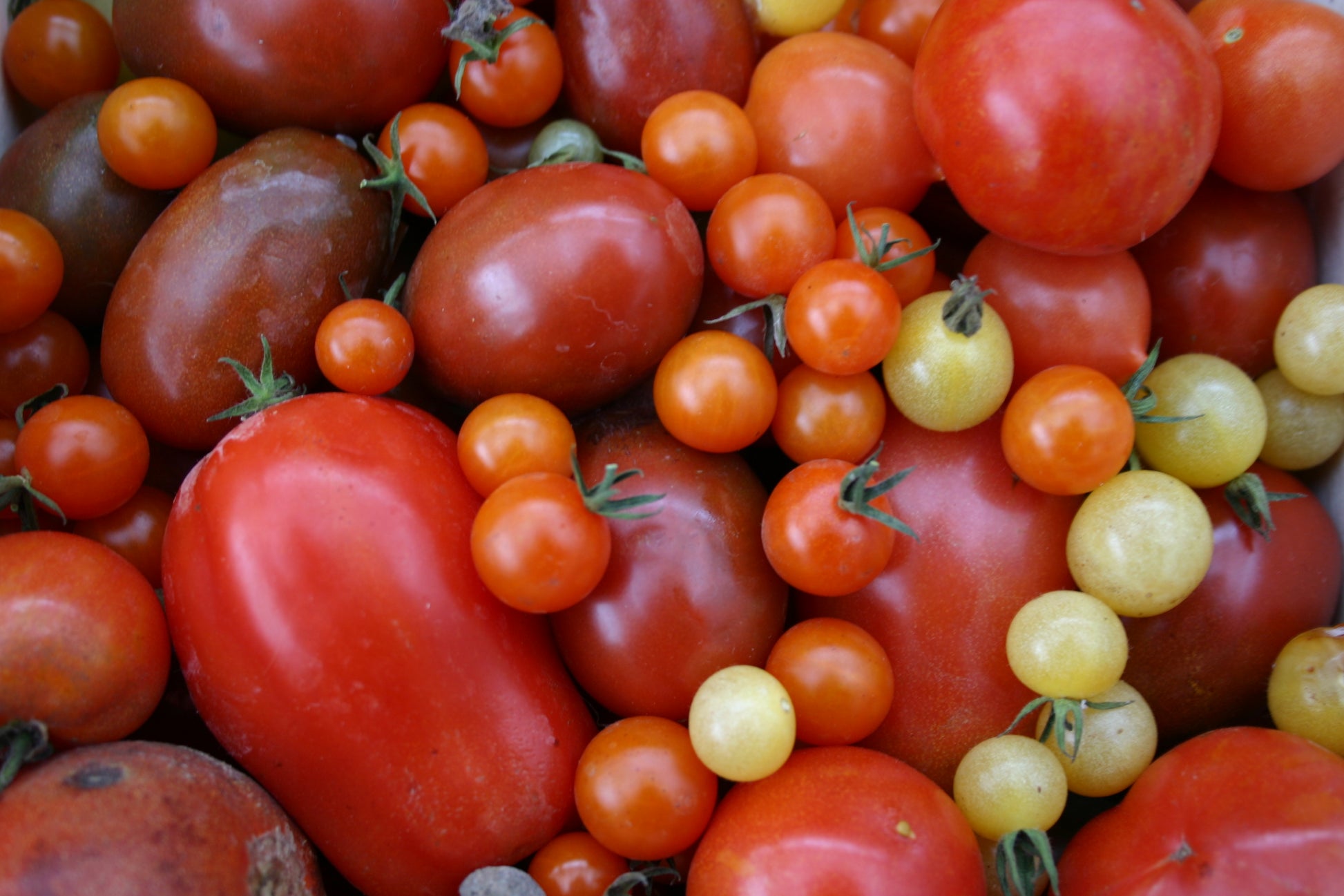 Tomaten in verschiedenen Formen, Größen und Farben - rot, gelb und orange - sind perfekt für die Königliche Gartenakademie Do. 02.04.2026 | 10.00-12.00 WORKSHOP Delikatessen für Balkon und Terrasse oder zum frischen Genuss auf dem Balkon.
