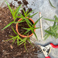 Ein kleiner Terrakottatopf mit jungen Stecklingen für den WORKSHOP Aus eigener Anzucht: Pflanzenvermehrung der Königlichen Gartenakademie, aufgestellt auf einer Fläche mit lockerer Erde, einem Bleistift und einer Gartenschere.
