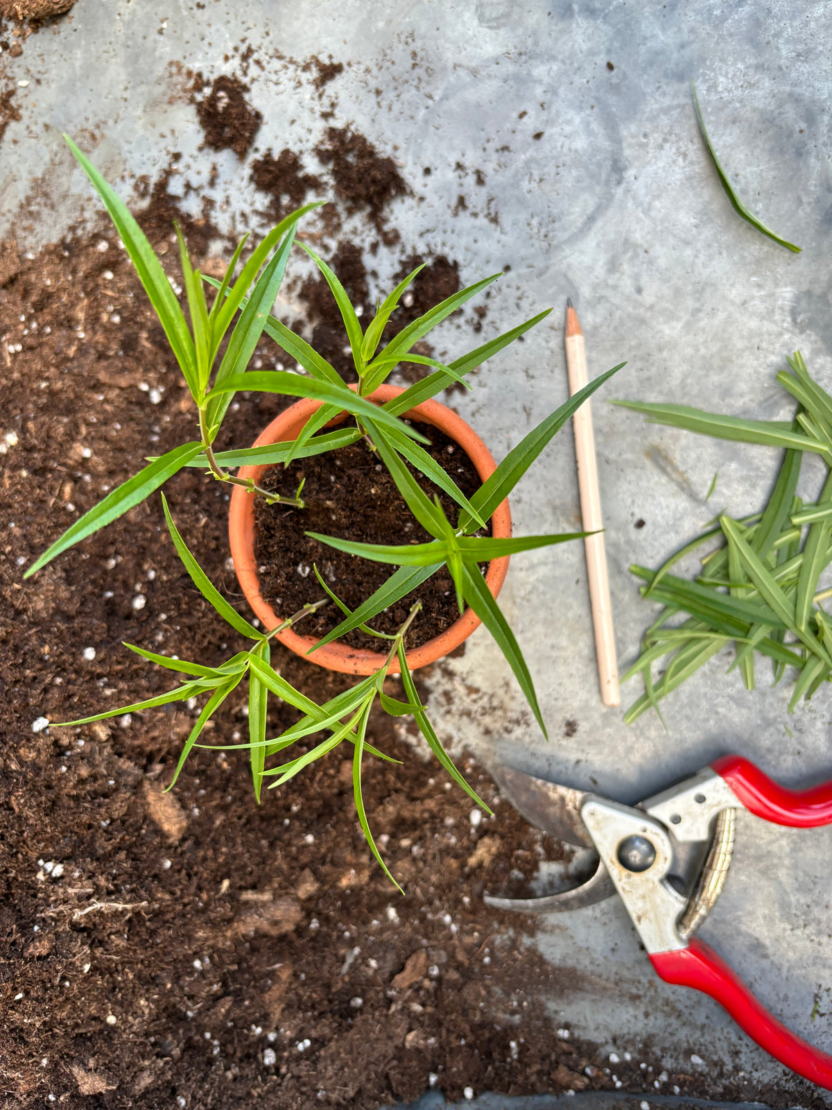 Ein kleiner Terrakottatopf mit jungen Stecklingen für den WORKSHOP Aus eigener Anzucht: Pflanzenvermehrung der Königlichen Gartenakademie, aufgestellt auf einer Fläche mit lockerer Erde, einem Bleistift und einer Gartenschere.