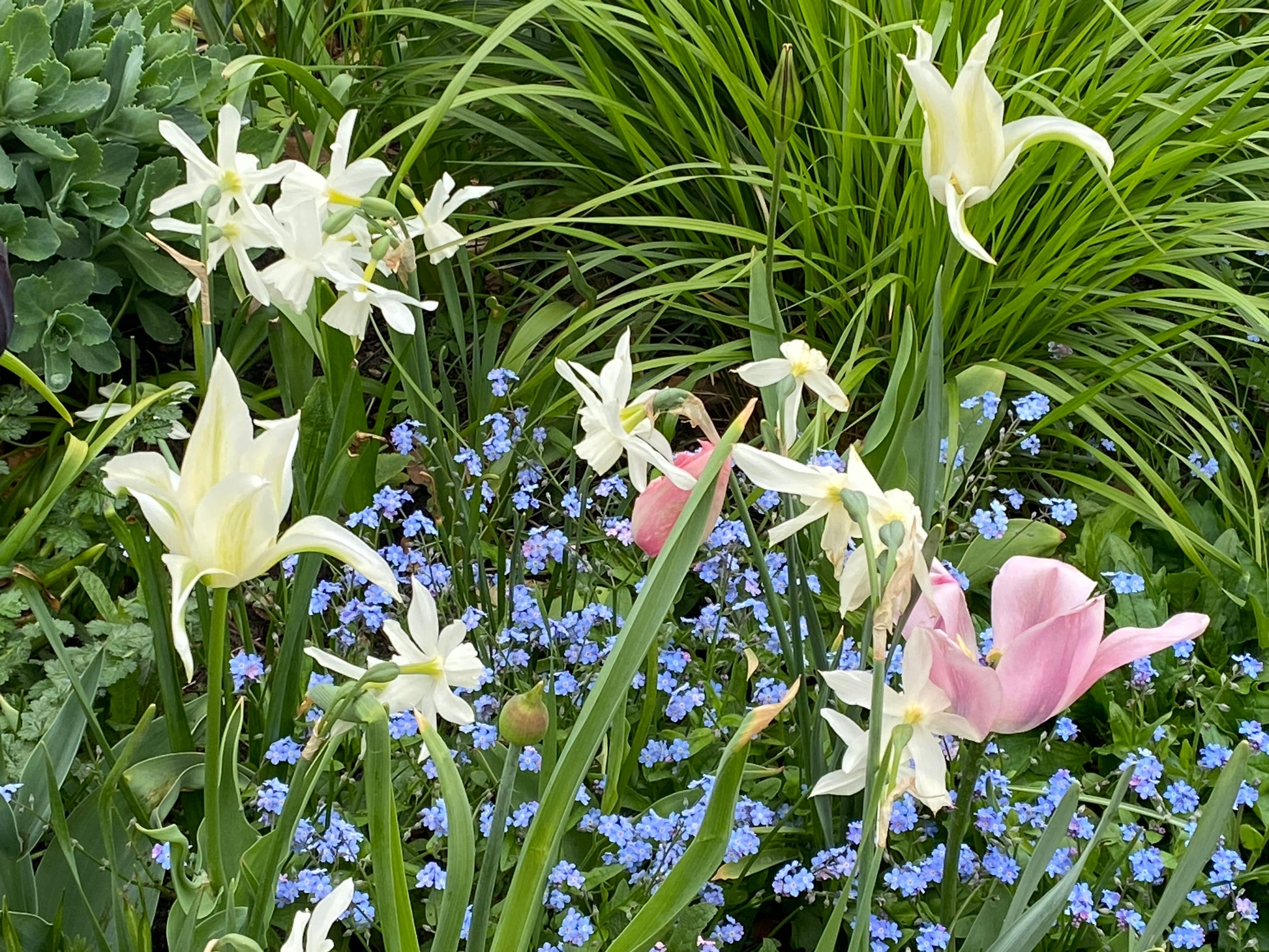 Lassen Sie sich beim Workshop "Mit Zwiebeln und Frühblühern länger durch die Saison" der Königlichen Gartenakademie am Fr. 18.09.2026, 10:00-12:00 Uhr, für Ihr nächstes Staudenbeet inspirieren und erfreuen Sie sich die ganze Saison über an bunten Tulpen und Frühblühern!.