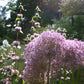 Erleben Sie den abendlichen Duft eines Sommergartens in der Königlichen Gartenakademie "Mi. 24.06.2026 | 17.00-18.00 ABENDLICHTFÜHRUNG Duft im sommerlichen Garten", umgeben von blühenden Allium, rosa und weißen Blüten, Bäumen und üppigem Rasen.