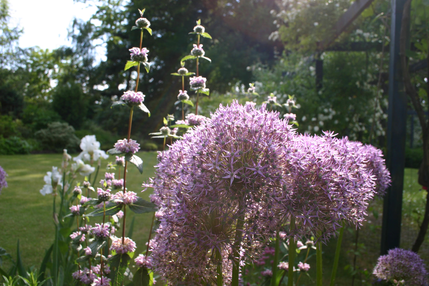 Erleben Sie den abendlichen Duft eines Sommergartens in der Königlichen Gartenakademie "Mi. 24.06.2026 | 17.00-18.00 ABENDLICHTFÜHRUNG Duft im sommerlichen Garten", umgeben von blühenden Allium, rosa und weißen Blüten, Bäumen und üppigem Rasen.
