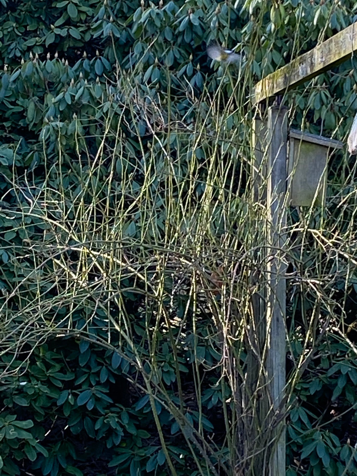 Laublose Buschzweige im Vordergrund, üppiges Grün im Hintergrund und ein Vogelhaus auf einem Holzpfosten erinnern an Szenen aus dem "Sa. 21.03.2026 | 13.30-15.30 Uhr WORKSHOP Rosenschnitt einfach erklärt" der Königlichen Gartenakademie, während ein Vogel darüber fliegt.