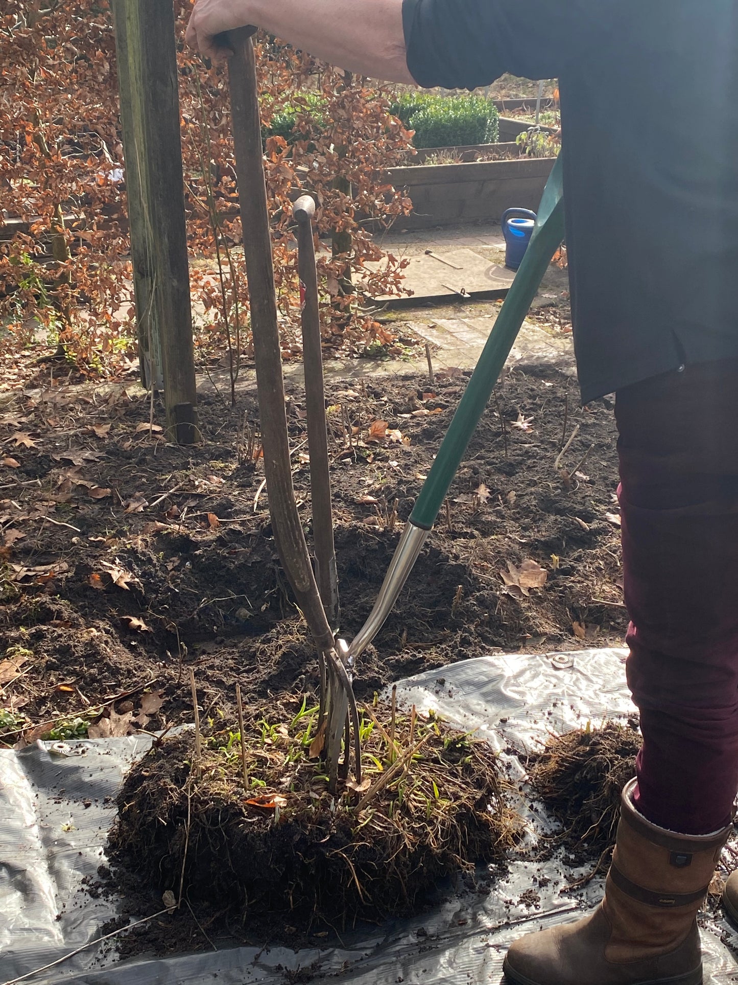 Eine Person in braunen Stiefeln und roter Hose gräbt mit Gabel und Schaufel eine große Pflanze aus - tolle Fähigkeiten, die man am Mi. 01.04.2026 | 15.00-16.30 RUNDGANG "Was zu tun ist im Garten im April" der Königlichen Gartenakademie.