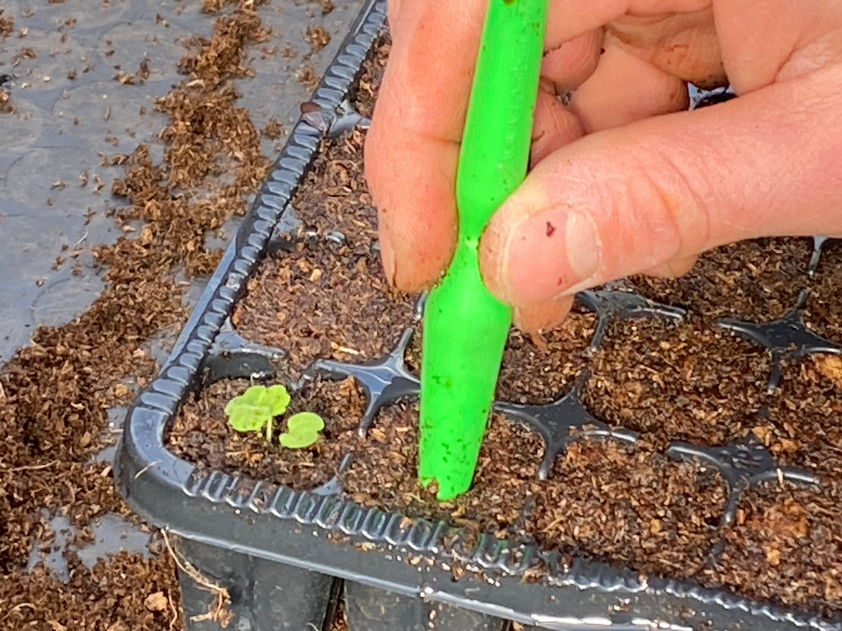 Eine Hand sticht mit einem grünen Pflanzstock ein Loch in die Erde einer Anzuchtschale für den Workshop Aus eigener Anzucht: Pflanzenvermehrung der Königlichen Gartenakademie, direkt neben einem kleinen Keimling.