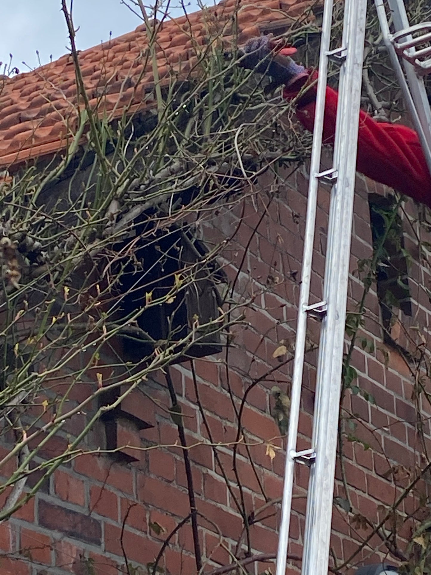 Eine Person in einem roten Ärmel beschneidet Äste in der Nähe eines Backsteingebäudes mit der Technik des Rosenschnitts, wie sie im "WORKSHOP Rosenschnitt einfach erklärt" der Königlichen Gartenakademie (Sa. 21.03.2026 | 13.30-15.30) gelehrt wird. Das Gesicht ist nicht sichtbar; die Leiter steht sicher an der Wand.
