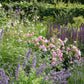 Erleben Sie den Duft im sommerlichen Garten während der Mi. 24.06.2026 | 17.00-18.00 Uhr ABENDLICHTFÜHRUNG der Königlichen Gartenakademie - schlendern Sie durch saftiges Gras, blühende rosa Rosen und leuchtende Lavendelblüten im Abendlicht!.