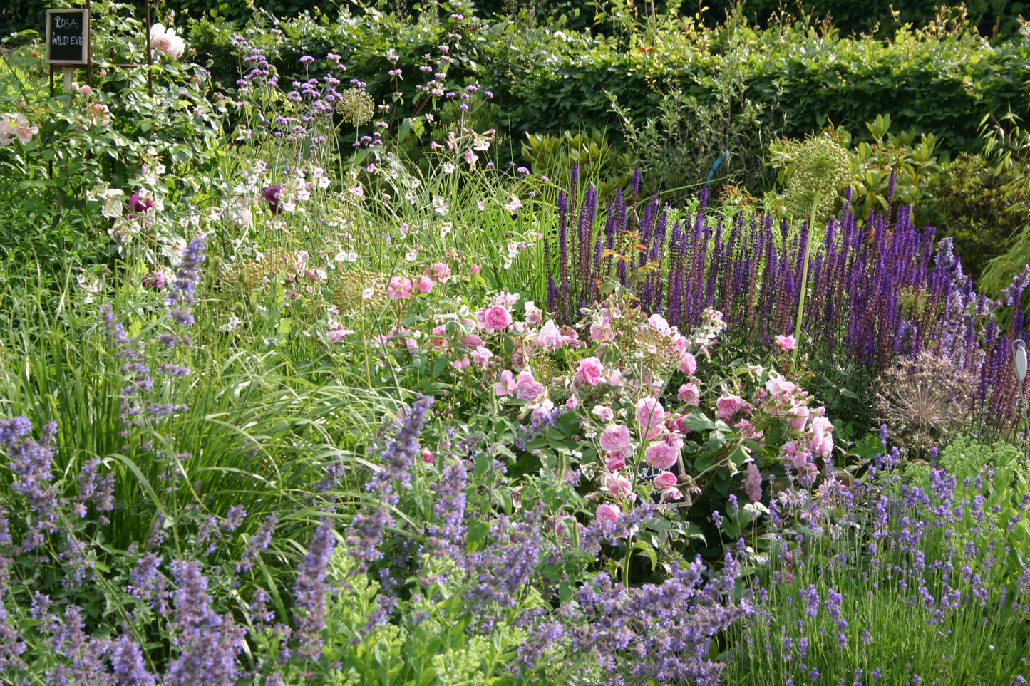 Erleben Sie den Duft im sommerlichen Garten während der Mi. 24.06.2026 | 17.00-18.00 Uhr ABENDLICHTFÜHRUNG der Königlichen Gartenakademie - schlendern Sie durch saftiges Gras, blühende rosa Rosen und leuchtende Lavendelblüten im Abendlicht!.