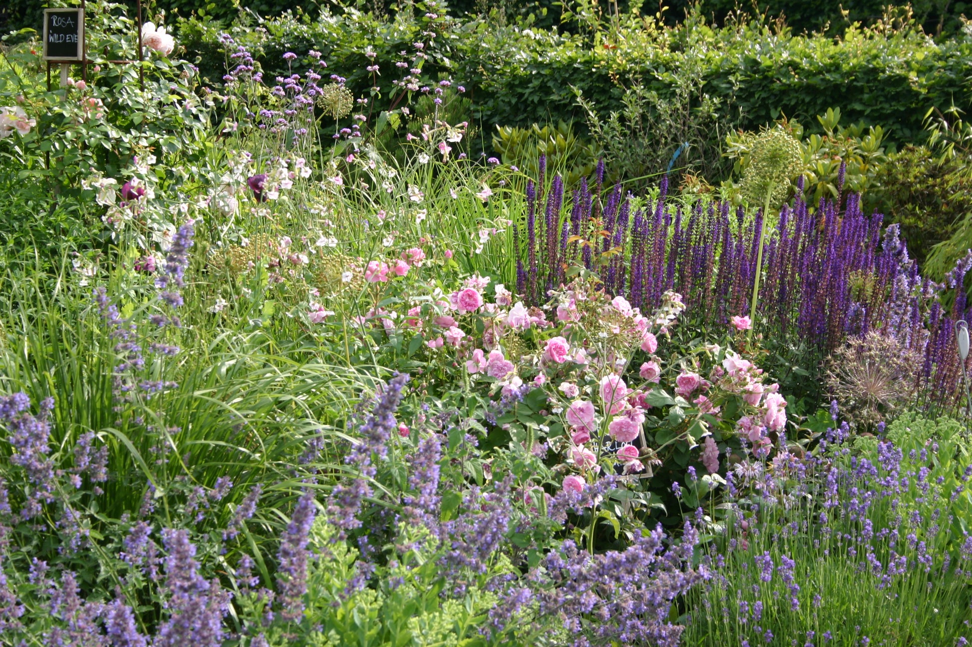 Erleben Sie den Duft im sommerlichen Garten während der Mi. 24.06.2026 | 17.00-18.00 Uhr ABENDLICHTFÜHRUNG der Königlichen Gartenakademie - schlendern Sie durch saftiges Gras, blühende rosa Rosen und leuchtende Lavendelblüten im Abendlicht!.